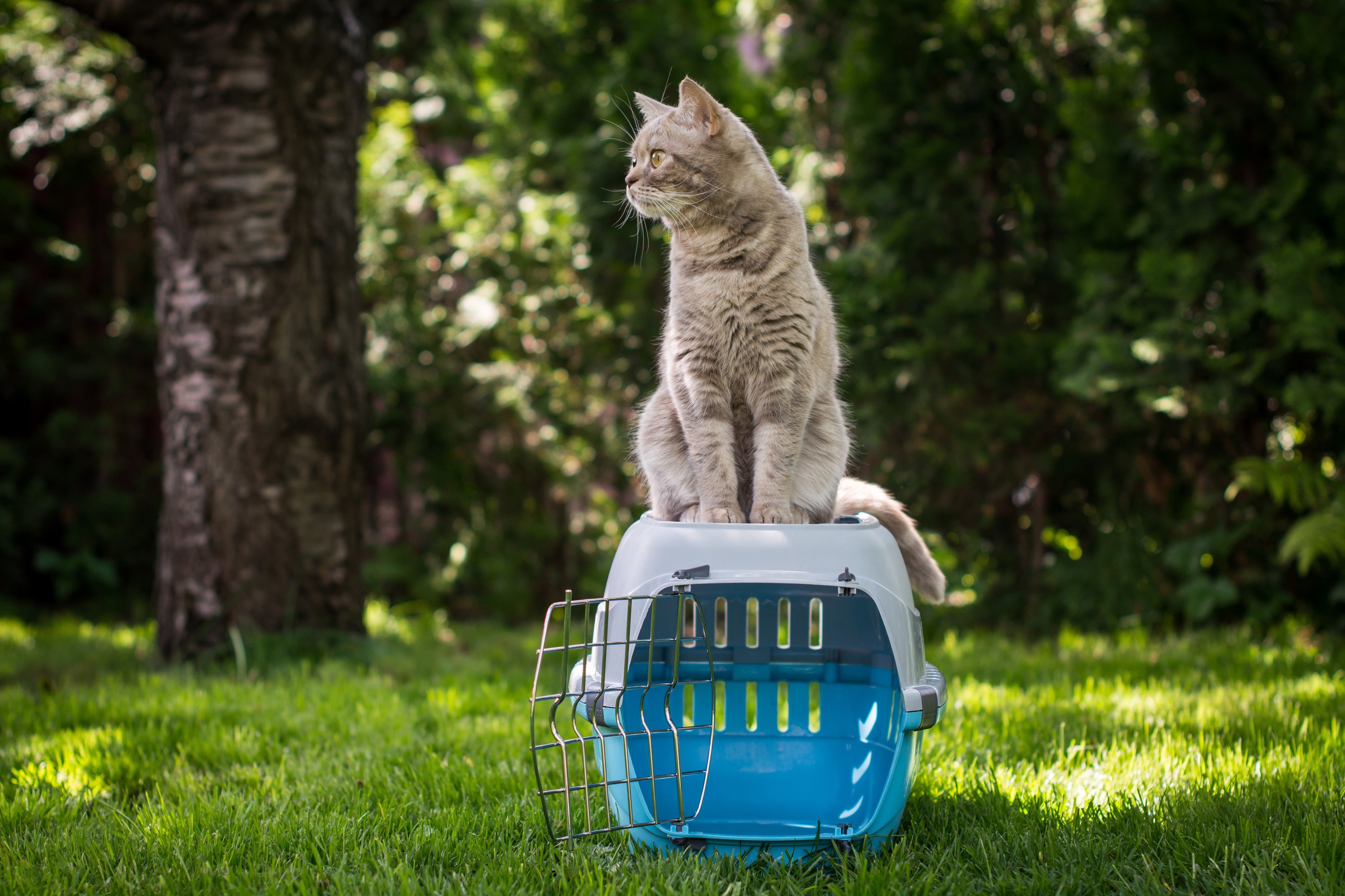 Voyager en Toute Sérénité : Aidez Votre Chat à Aimer sa Caisse de Transport !