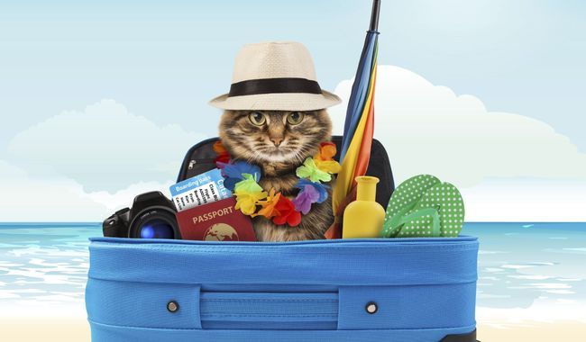 Comment Partir en Voyage avec Son Chat