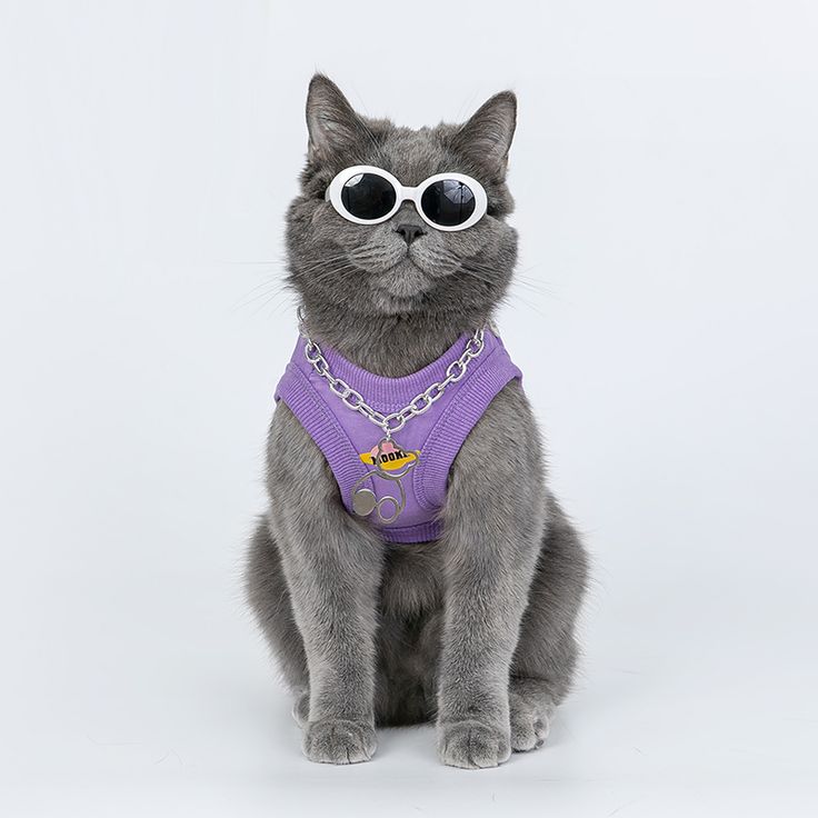 collection accessoire pour chat - Chat avec des lunettes