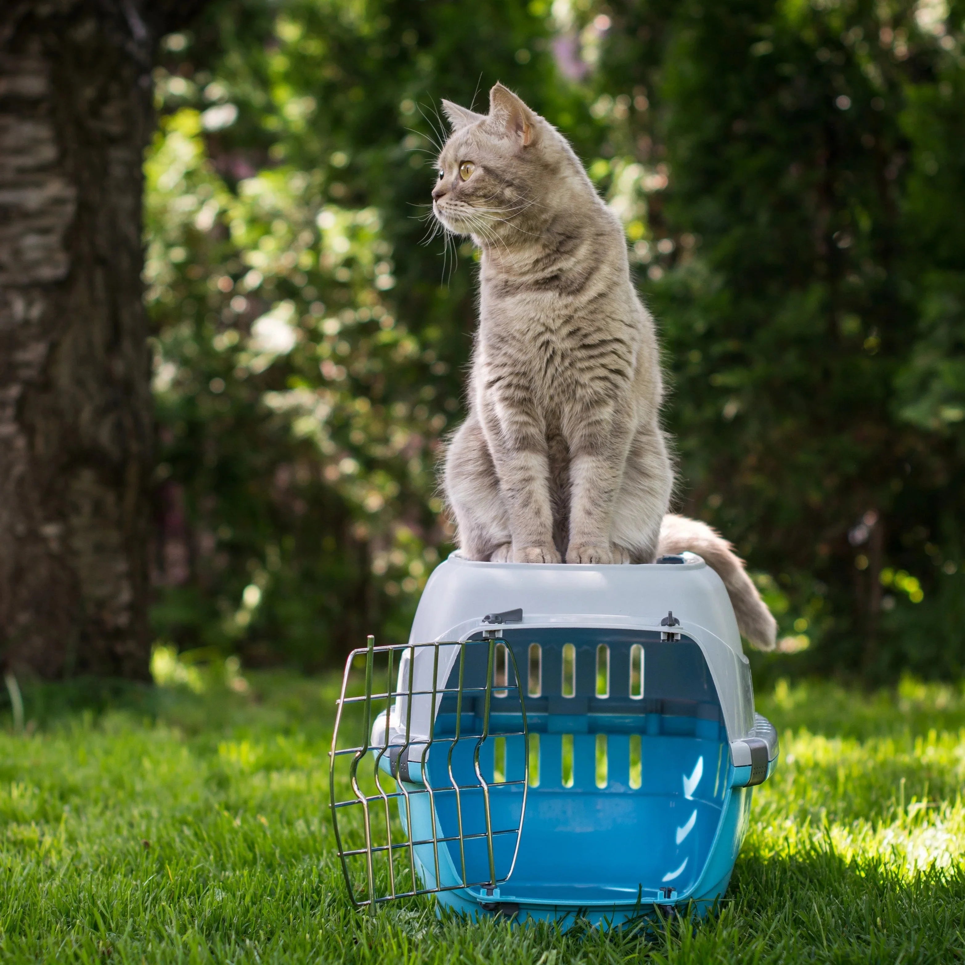 Caisse de Transport pour Chat