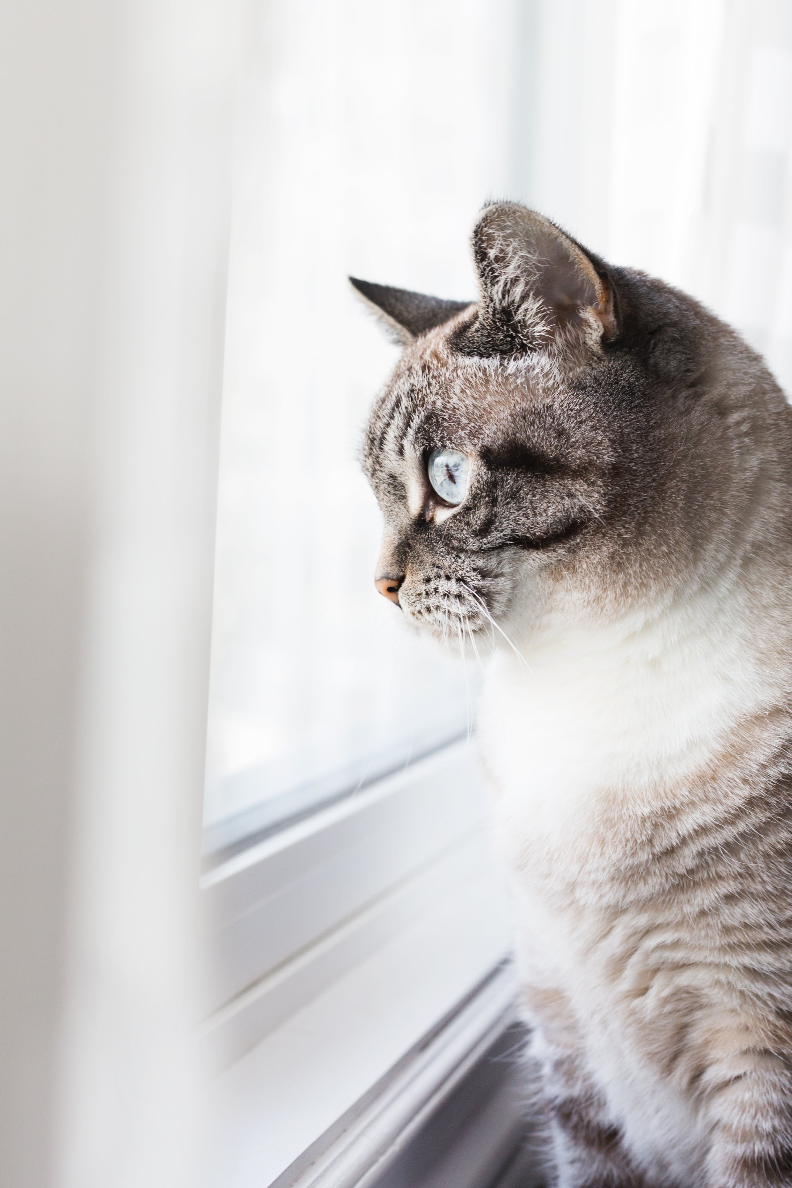 cat-enjoying-the-view.jpg