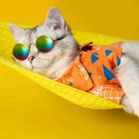 Chat fun avec des lunette et chemise orange