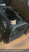 Sac de Transport pour Chat video de deux chaton jouant dans sac